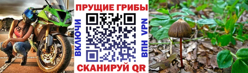 цены наркотик Брянск ссылка на мегу ONION Псилоцибиновые грибы мухоморы
